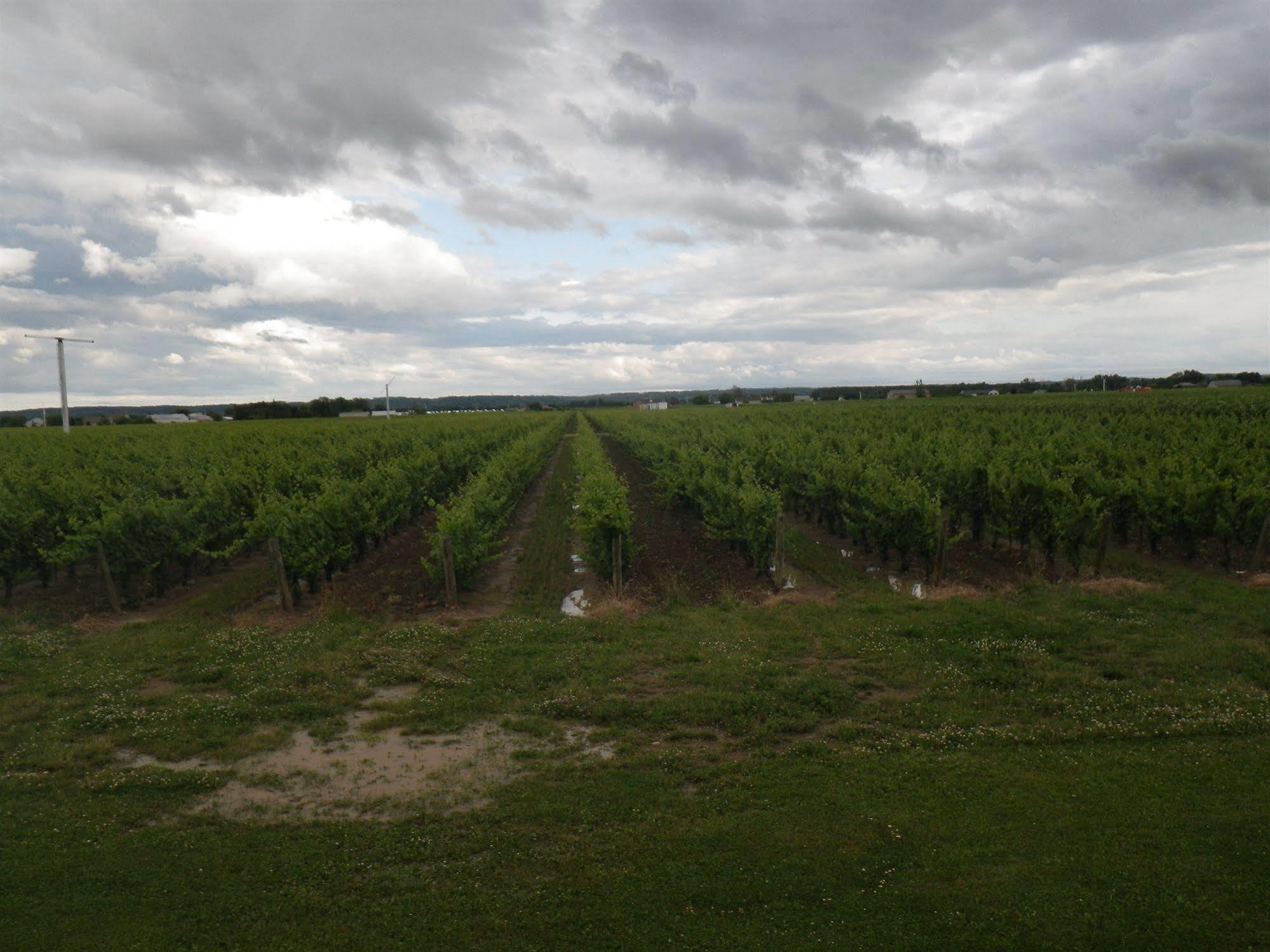 A Vineyard View Bed And Breakfast Niagara-on-the-Lake Exterior foto
